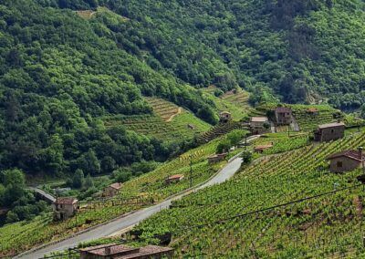 Bodega Ribada